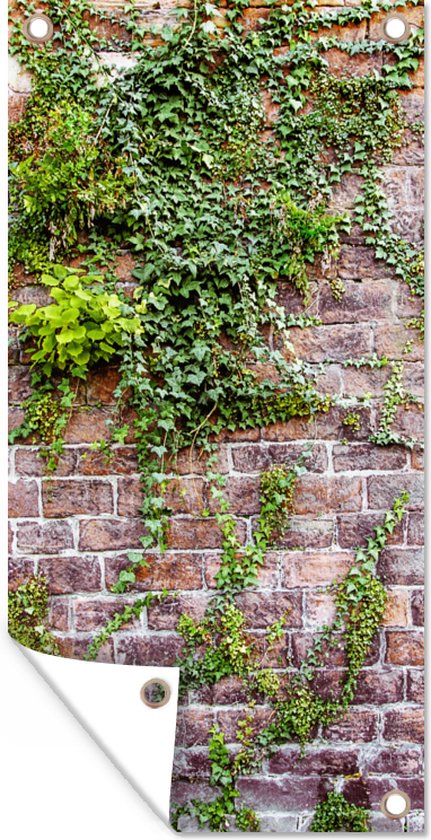 Schuttingposter Klimplanten op een oude muur met bakstenen - 100x200 cm - Tuindoek