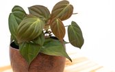 Philodendron Scandens 'Micans' - 25cm