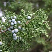 Juniperus chinensis 'Keteleeri' - Chinese Jeneverbes - Planthoogte: 50-60 cm - Pot Ø 19 cm (3 liter)