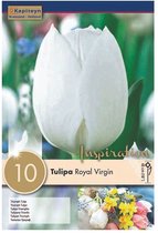 Zakje tulpenbollen - Tulipa 'Royal Virgin' - witte tulp - 10 bollen