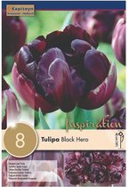 Zakje tulpenbollen - Tulipa 'Black Hero' - zwartpaarse tulpen - 8 bollen
