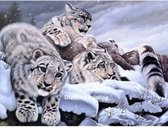 Diamond Painting - Witte Tijger - Luipaard - 40x50 cm - Vierkante Steentjes - Dieren - Volwassenen - Hobby - Cadeau - Moederdag - Kado