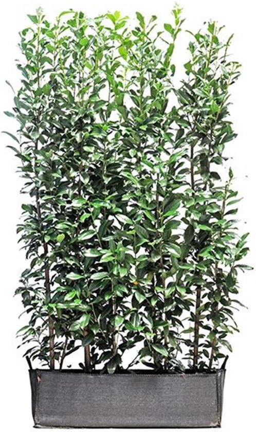 Prunus laurocerasus 'Genolia' - Laurierkers Genolia 140hx100lx30b cm