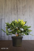 10 stuks | Rhododendron Scintillation Pot 40-50 cm Extra kwaliteit | Standplaats: Half-schaduw | Latijnse naam: Rhododendron Scintillation