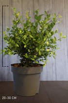 10 stuks | Japanse hulst 'Dark Green' ® Pot 20-30 cm - Compacte groei - Geschikt als hoge en lage haag - Geschikt voor vormsnoei - Kleinbladig - Wintergroen