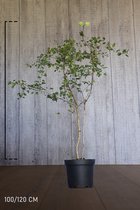 10 stuks | Meidoornhaag Pot 100-120 cm - Bladverliezend - Bloeiende plant - Inbraakwerend - Populair bij vogels