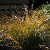 Carex testacea 'Prairie Fire' - Oranje zegge - Planthoogte: 30 cm - Pot Ø 17 cm (2 liter)