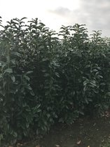 6x Prunus Laurocerasus 'Genolia' Mariblon laurier 140-160cm