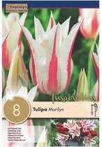Zakje tulpenbollen - Tulipa 'Marilyn' - rood wit gestreepte tulpen - 8 bollen