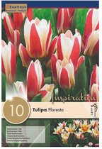 Zakje tulpenbollen - Tulipa 'Floresta' - rood wit gestreepte tulpen - 10 bollen