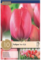 Zakje tulpenbollen - Tulipa 'Van Eijk' - roze tulpen - 10 bollen