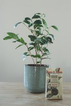 TOODAY - cadeauset - Localtea theeplant -  keramische pot Jenny grijs-blauw -  3 pakjes  Localtea losse groene thee los (rood fruit/kamille/citrus-gember) - potplant - kamerplant -