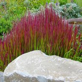 Imperata cylindrica 'Red Baron' - Japans bloedgras - Pot 17 cm (2 liter)