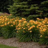 Hemerocallis 'Stella de Oro' - Gele daglelie - Pot 17 cm (2 liter)