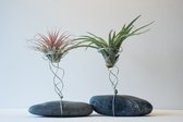 Luchtplantjes | Tillandsia op houder - set van 2 planten