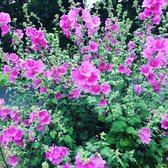 Lavatera 'Bredon Springs' - Struikmalva - Pot Ø 17 cm (2 liter)