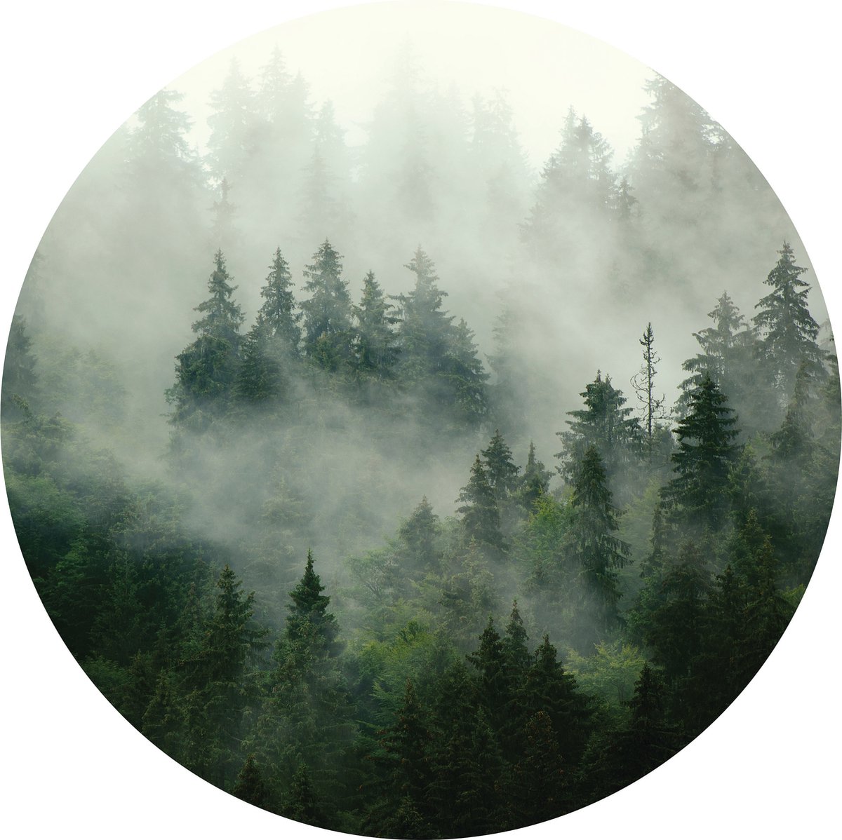 Tizato - Muurcirkel Bos in de Mist – Groen Wandcirkel Vinyl op Vliesbehang – Ø 146 cm