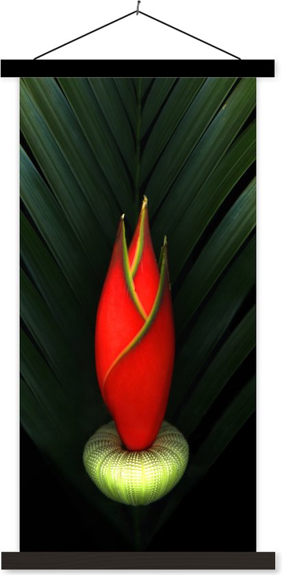 Affiche scolaire - La fleur d'oiseau de paradis sur fond noir - 60x120 cm - Lamelles noires