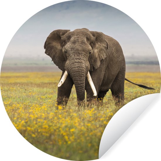 WallCircle - Stickers muraux muraux - Cercle de papier peint - Éléphant - Fleurs - Herbe - Animaux - Nature - 50x50 cm - Cercle mural - Autocollant - Autocollant de papier peint rond