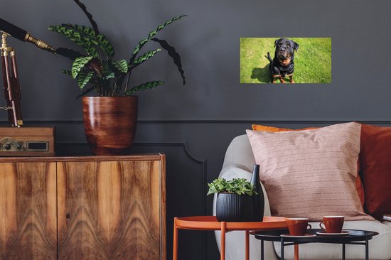 Stickers muraux - Film autocollant - Rottweiler regarde son propriétaire - 40x20 cm - Film adhésif - Stickers muraux chambre d'enfant - Papier peint autocollant