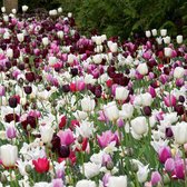 Tulpenbollen mix - gemengde kleuren tulpen - 50 bollen