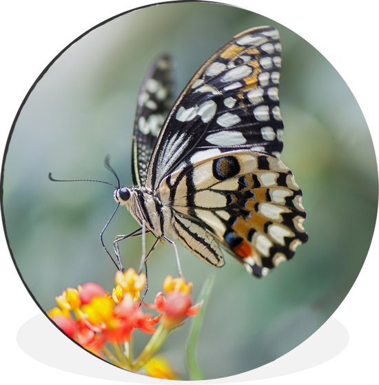 WallCircle - Wandcirkel - Muurcirkel - Pages vlinder op bloem - Aluminium - Dibond - ⌀ 60 cm - Binnen en Buiten