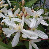 Clematis armandii - Bosrank - Planthoogte: 80-100 cm - Rozenpot 14 cm (2 liter)