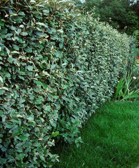 Elaeagnus ebbingei - Set van 4 (1 meter haag)