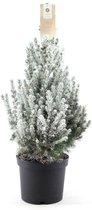 Mini kerstboom met sneeuw - Picea glauca met sneeuw incl. pot - Winterhard - ↑70-80cm Ø17cm