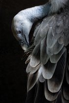 Bird collection III – 90cm x 135cm - Fotokunst op PlexiglasⓇ incl. certificaat & garantie.