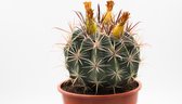 Ikhebeencactus | Cyrtanthus Spiralis | Set van 2 stuks | caudex | Unieke plant | 8.5cm cm pot | 14-16 cm hoog