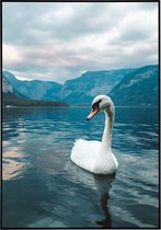 Poster met een mooie witte zwaan in het meer zwemt - 30x40 cm