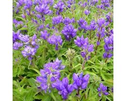 6x Campanula glomerata ‘Superba’ - Kluwenklokje - Pot 9x9 cm