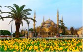 De Blauwe Moskee van Sultan Ahmed in Istanbul - Foto op Forex - 45 x 30 cm