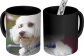 Magische Mok - Foto op Warmte Mokken - Koffiemok - Schattige Maltezer hond - Magic Mok - Beker - 350 ML - Theemok