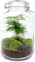 Terrarium - Planten in glazen pot - ↑ 28 cm - Asparagus Jar - Ecosysteem plant - Flessentuin