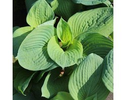 6x Hosta sieboldiana ‘Elegans’ - Hartlelie - Pot 9x9 cm