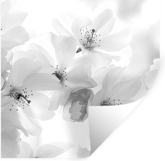 Stickers Stickers muraux - Macro photo de fleur de cerisier - noir et blanc  - 120x120