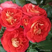 1x Rosa 'Gebrüder Grimm'®  - KORDES - Kordes Feeërieke roos - Plant-o-fix C2