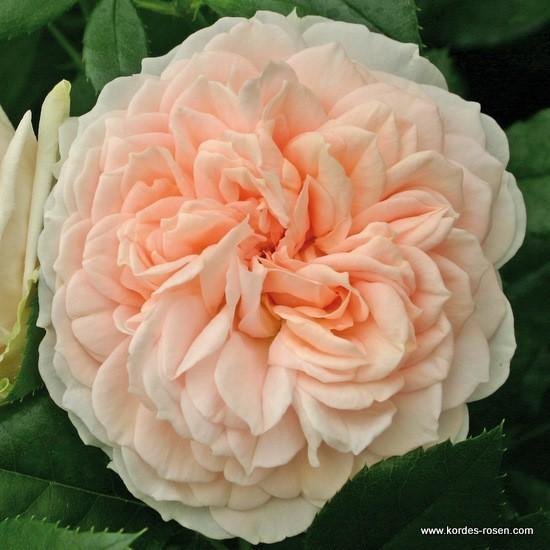 Skor Roses 1x Rosa 'Garden of Roses'® - KORDES - Kordes Perkroos - Plant-o-fix C2 ...