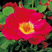 1x Rosa 'Weg Der Sinne'® - KORDES - Kordes Nectarroos - Plant-o-fix C2