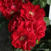 1x Rosa 'Roter Korsar'®  - KORDES - Kordes Eleganza® roos - Plant-o-fix C2