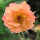 6x Geum 'Mai Taï'® - Nagelkruid - Pot 9x9 cm