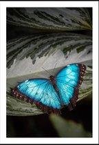 Poster Blauwe vlinder 70 x 100 cm.