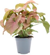 SIMPLYBLOOM.EU - Syngonium Neon Robusta P14