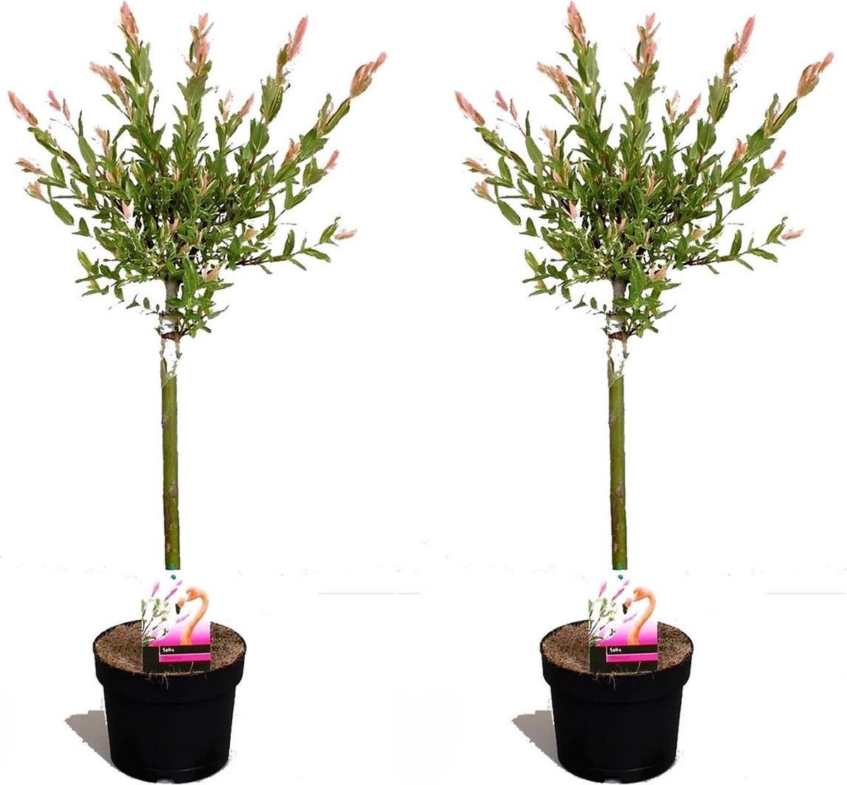 chatten plan Concurreren Plant in a Box - Set van 2 Salix Flamingo – bonte wilg - Pot ⌀17 cm -  Hoogte ↕ 60-70cm | bol.com