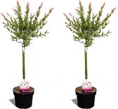Plant in a Box - Set van 2 Salix Flamingo – Pot ⌀17 cm - Hoogte  70-80cm - Tuinplant - Bonte wilg - Winterhard