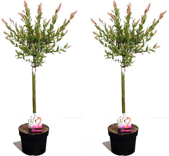 Katholiek Chinese kool barsten Plant in a Box - Set van 2 Salix Flamingo – Pot ⌀17 cm - Hoogte 70-80cm -  Tuinplant -... | bol.com