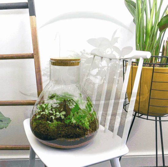 Terrarium DIY kit • 'Milky' • Écosystème avec plantes • ↑ 30 cm