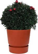 Hellogreen Kamerplant - Ilex Crenata - Japanse Kerst Hulst - 45 cm - ELHO Greenville Outdoorpot Brique